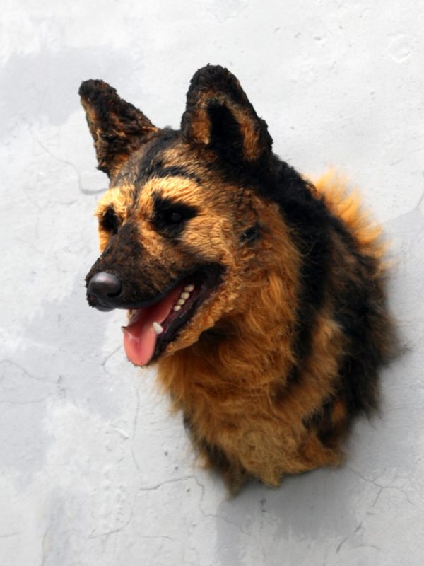 GERMAN SHEPHERD HEAD 2