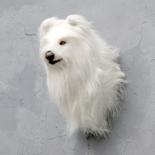 SHETLAND SHEEPDOG HEAD 2