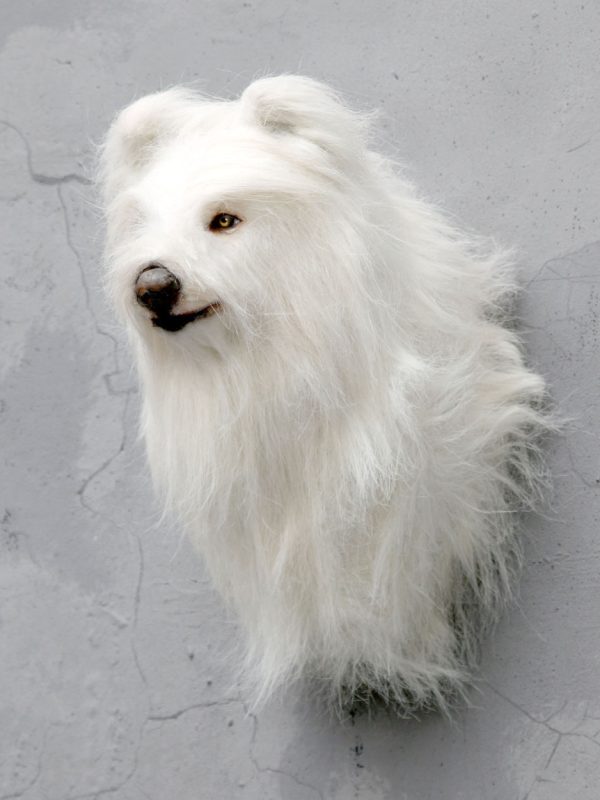 SHETLAND SHEEPDOG HEAD 2