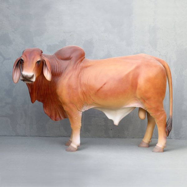 BRAHMAN BULL