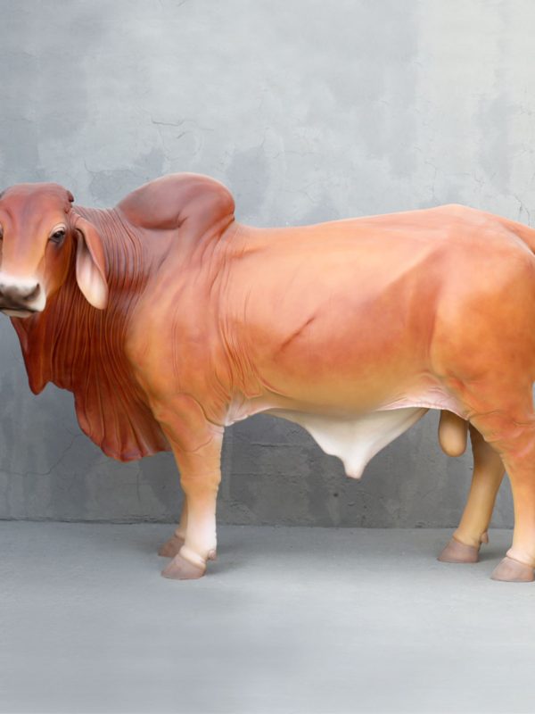 BRAHMAN BULL