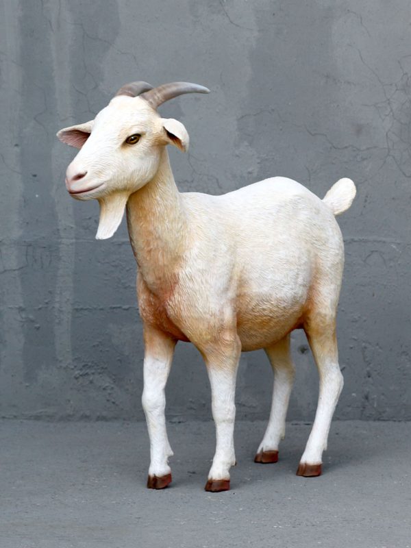 CREAM GOAT