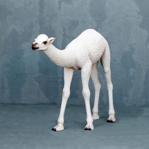 BABY CAMEL