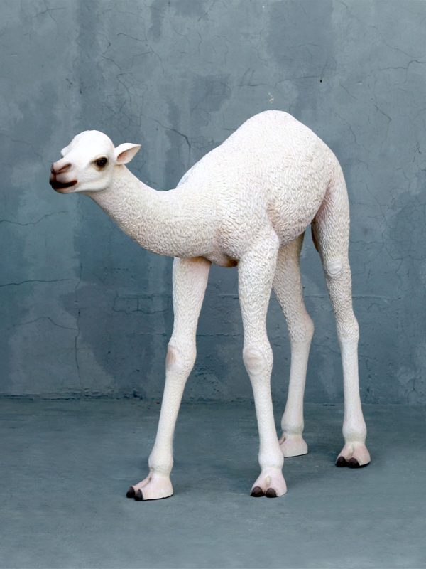 BABY CAMEL