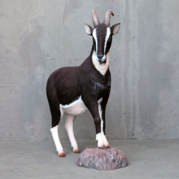 BILLY GOAT