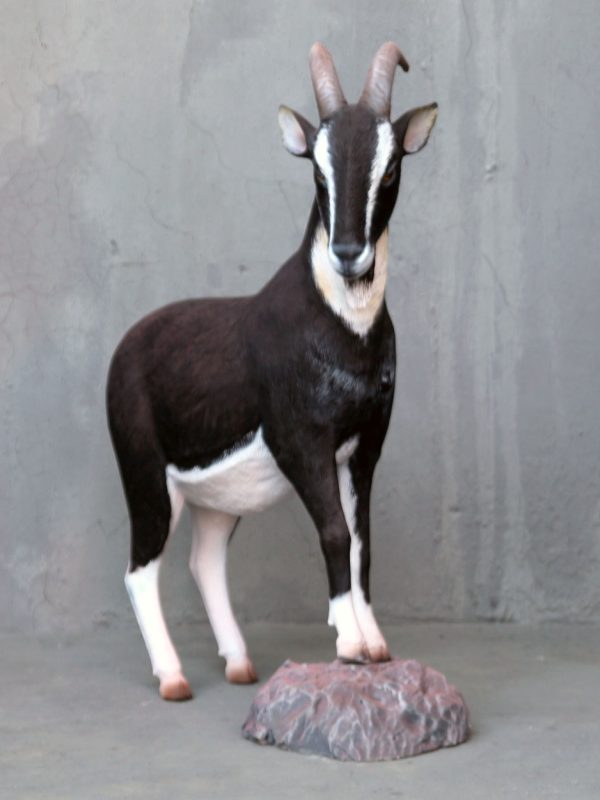 BILLY GOAT