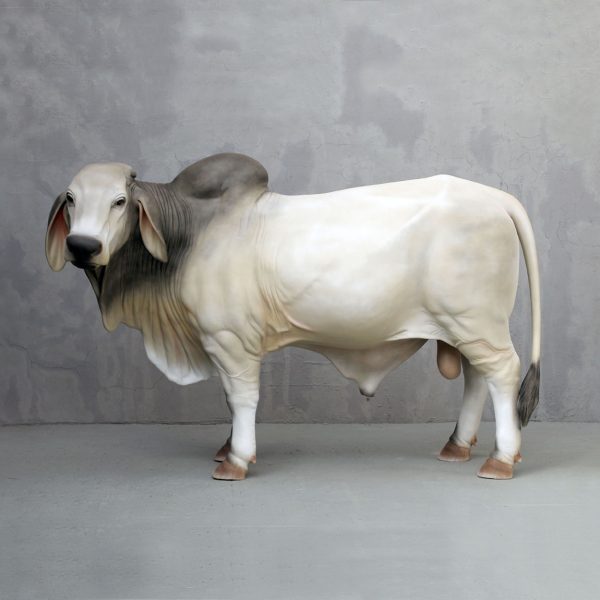 BRAHMAN BULL (GREY)