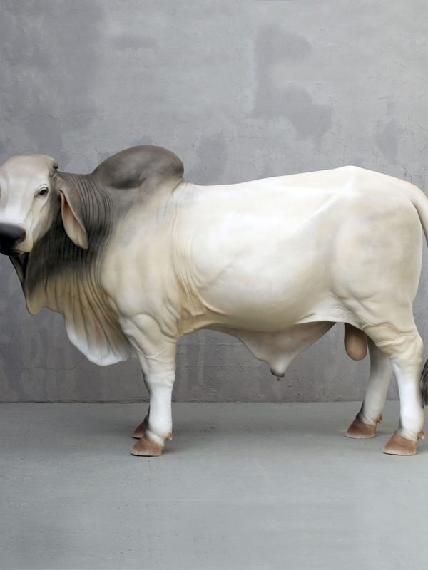 BRAHMAN BULL (GREY)