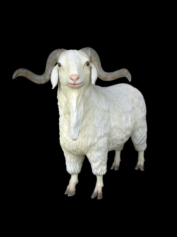 TIBETAN SHEEP (MALE)