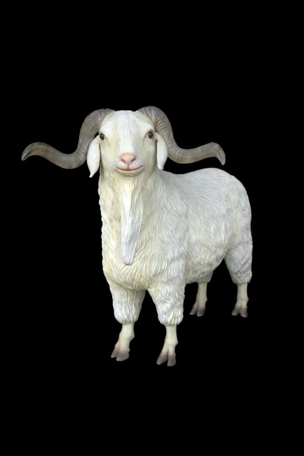 TIBETAN SHEEP (MALE)