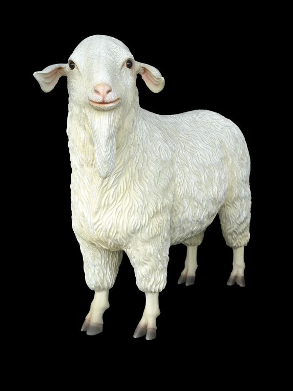 TIBETAN SHEEP (FEMALE)