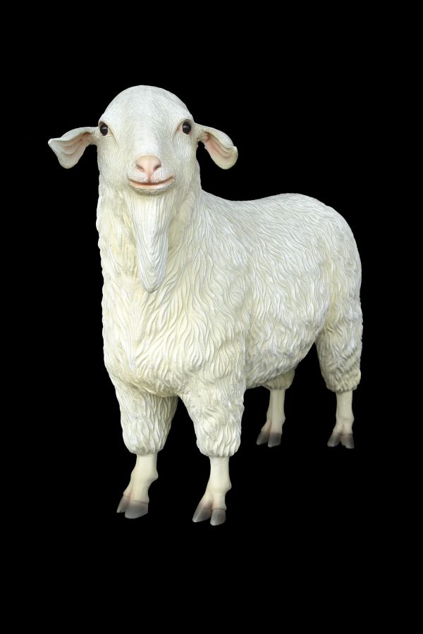 TIBETAN SHEEP (FEMALE)