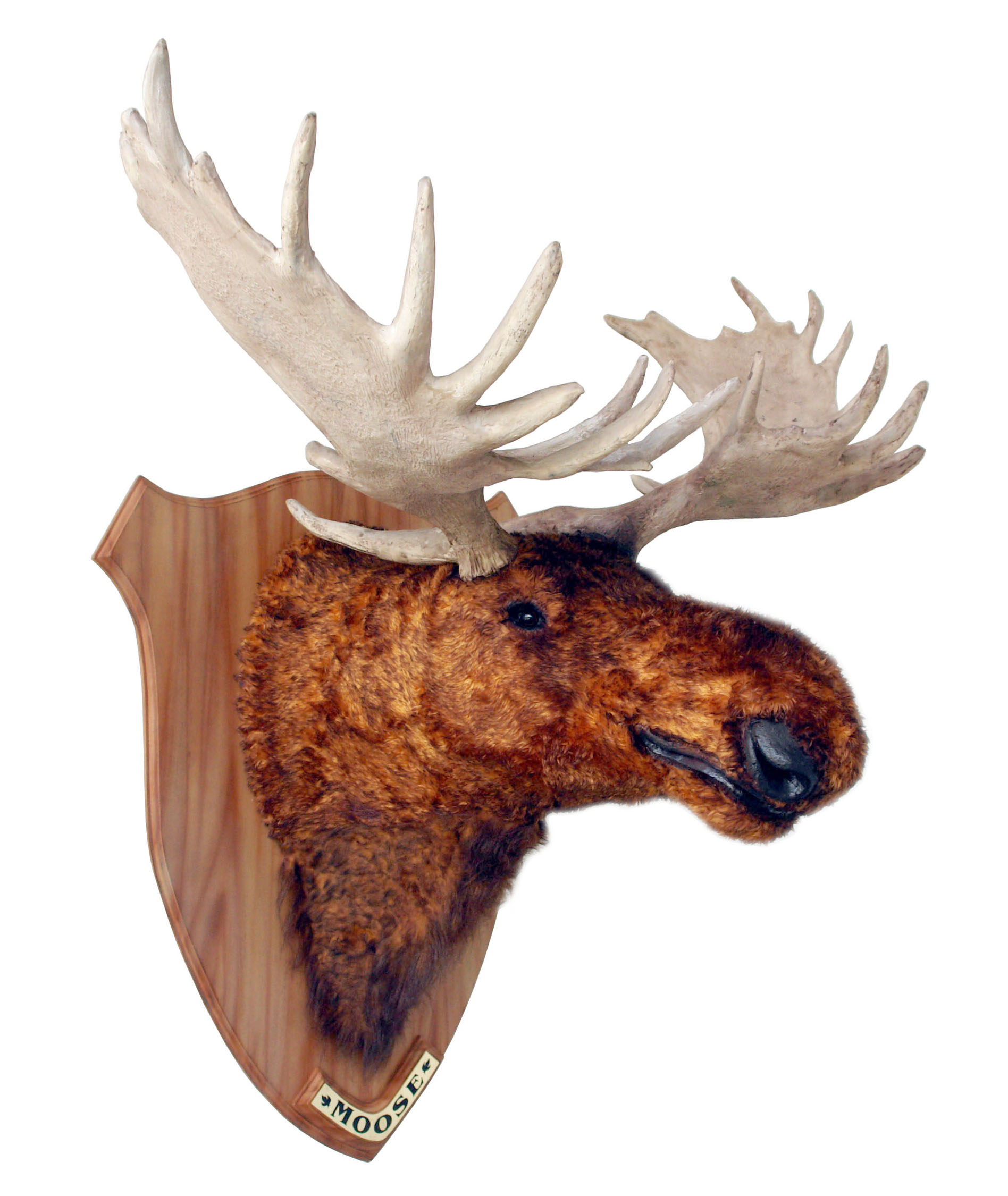 BEAR HEAD 2