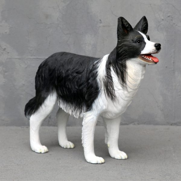 BORDER COLLIE DOG