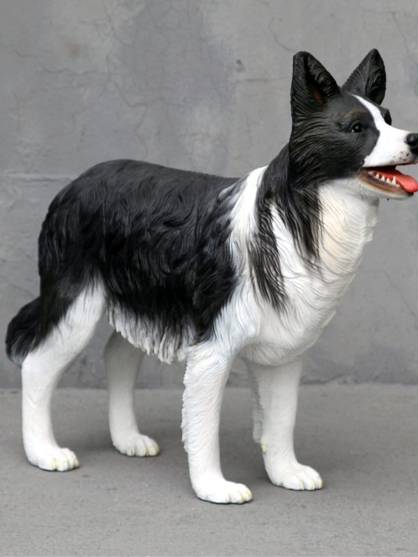 BORDER COLLIE DOG