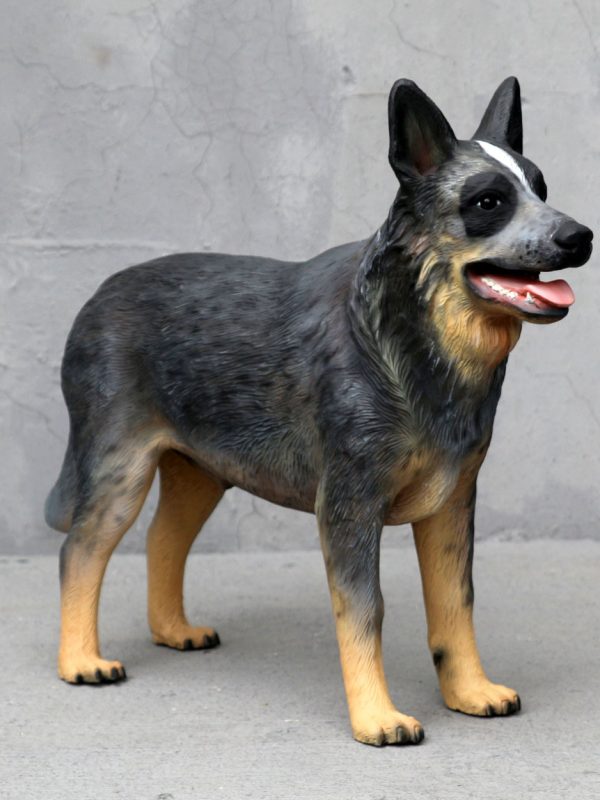 BLUE HEELER DOG
