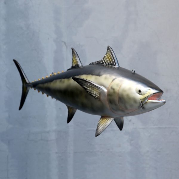 BLUEFIN TUNA (NORTHERN) SILVER