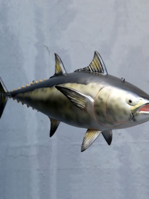 BLUEFIN TUNA (NORTHERN) SILVER