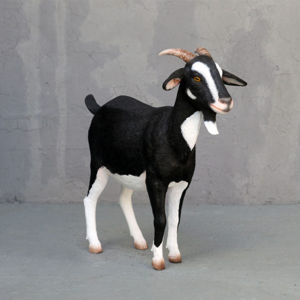 BLACK & WHITE GOAT