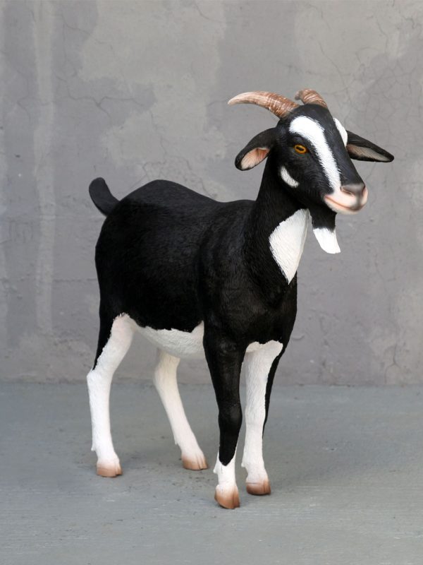 BLACK & WHITE GOAT
