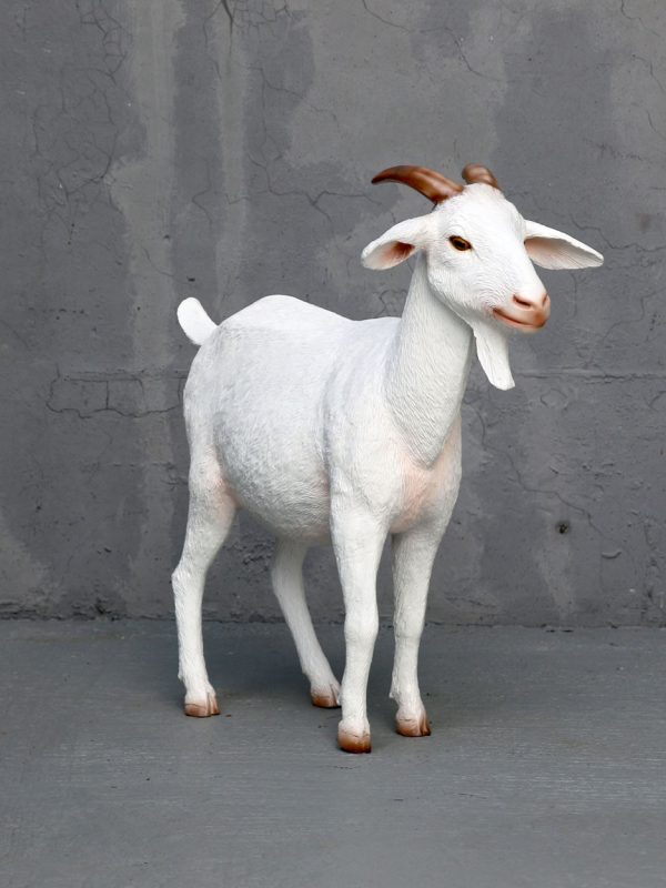 WHITE GOAT