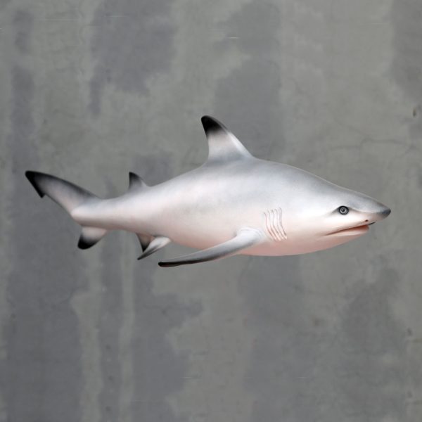 BLACK TIPPED SHARK