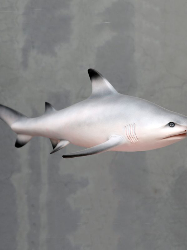 BLACK TIPPED SHARK