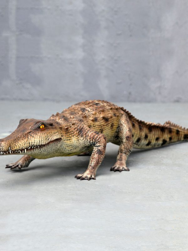 SALT WATER CROCODILE