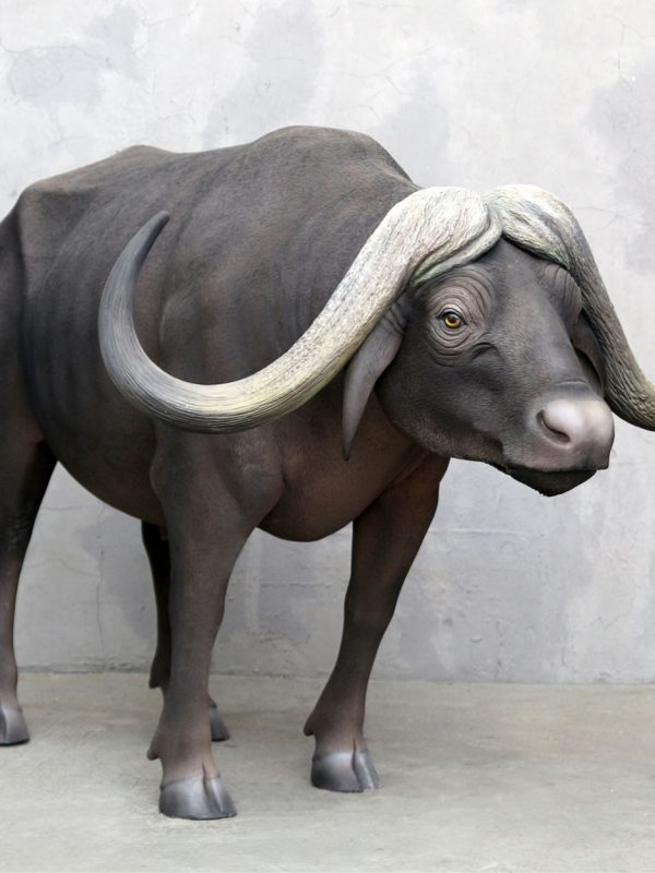 AFRICAN BUFFALO