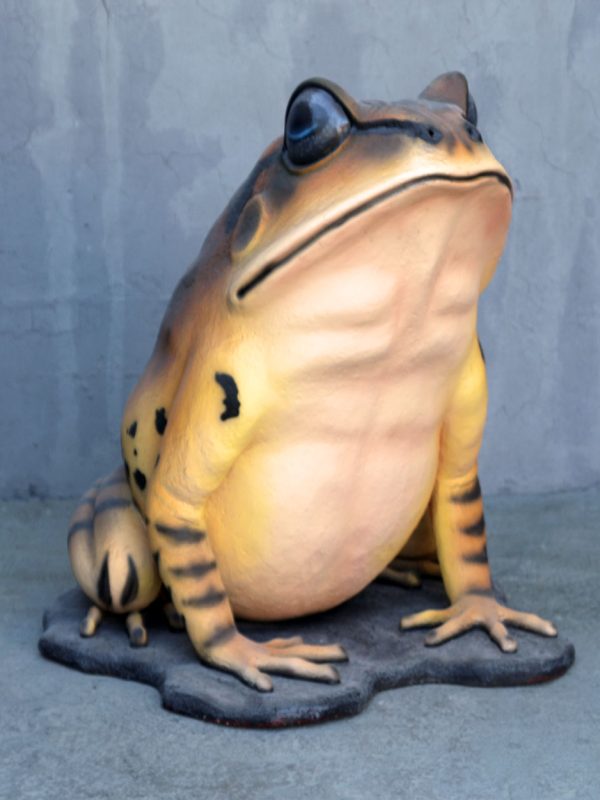 GREAT BARRED FROG