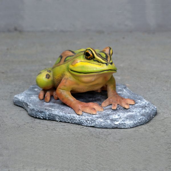 BELL FROG ON ROCK