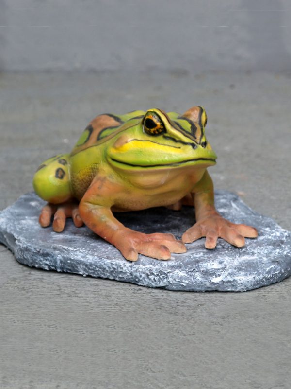 BELL FROG ON ROCK