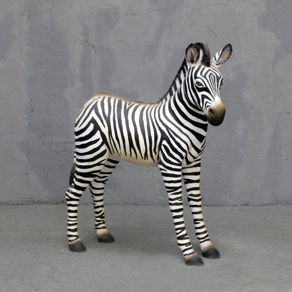 ZEBRA FOAL