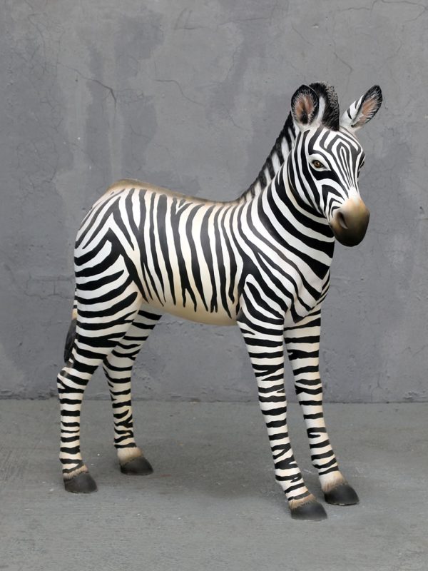 ZEBRA FOAL