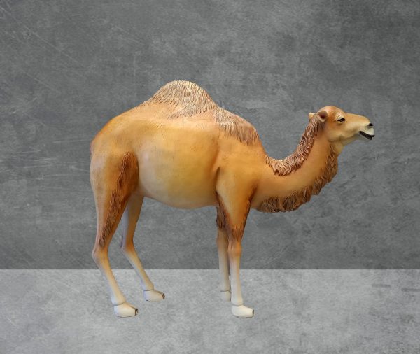 DROMEDARY CAMEL