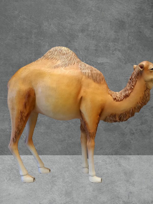 DROMEDARY CAMEL